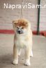 Akita Inu