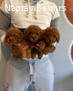 Najlepse bebe teddy bear toy pudle