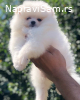 Pomeranac / Pomeranian / Boo štenci