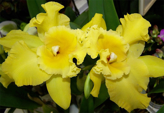 orhideja1