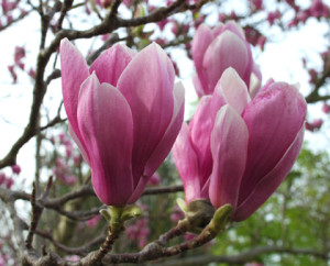 Magnolia soulangeana Aleksandrina 1 300x242