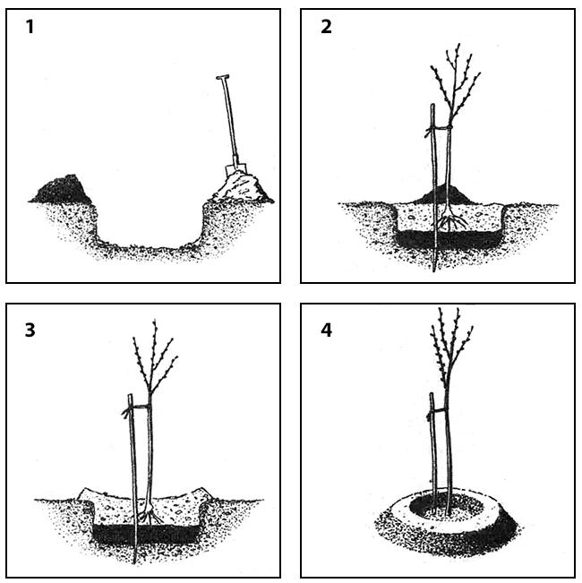 sadjenje vocke