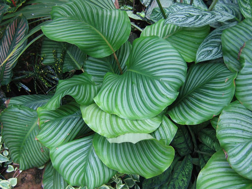 calathea