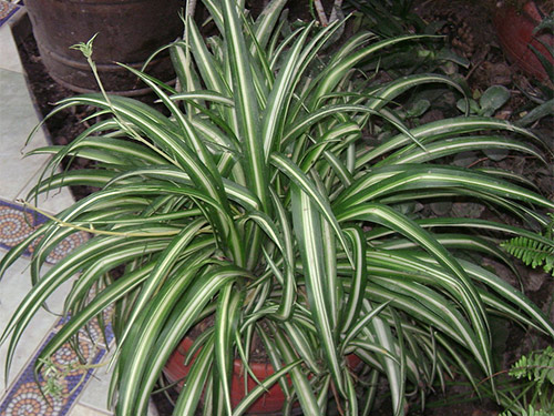 chlorophytum