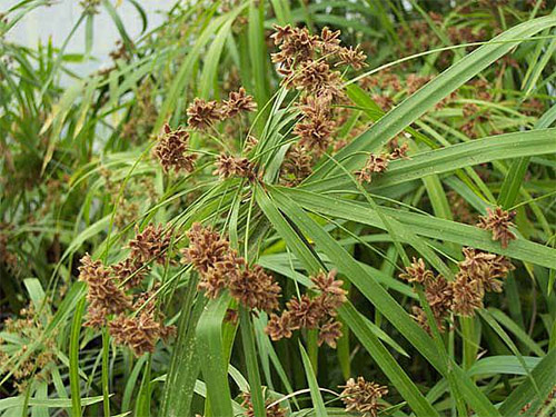 cyperus