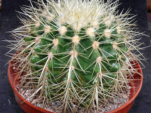 echinocactus