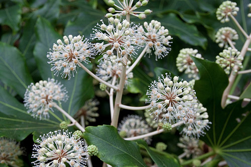 fatsia