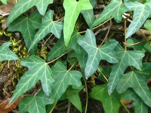 hedera