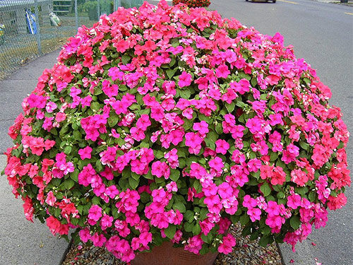 impatiens