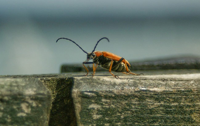 insekti