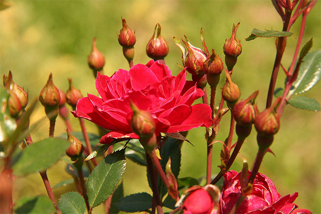 ruzicnjak