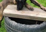 Belgijski ovcar – Malinoa, zenka