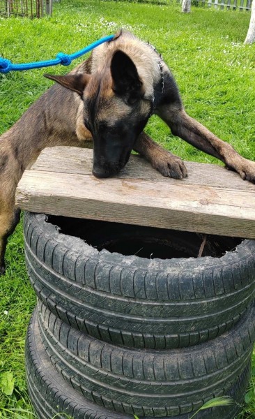 Belgijski ovcar – Malinoa, zenka