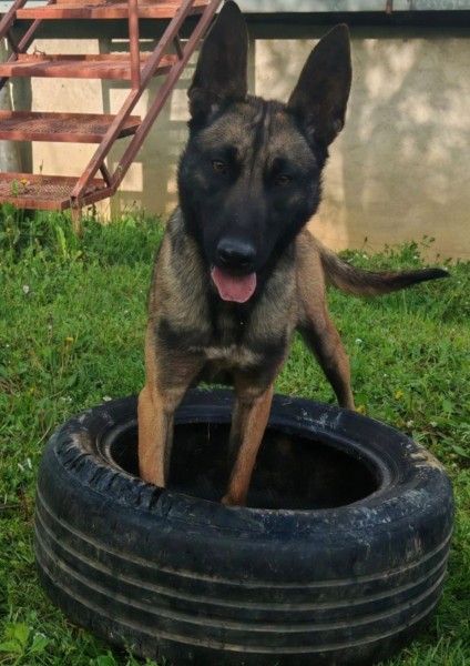 Belgijski ovcar – Malinoa, zenka