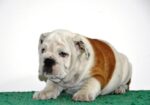 Engleski Buldog