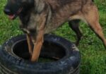 Belgijski ovcar – Malinoa, zenka