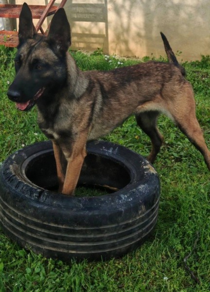 Belgijski ovcar – Malinoa, zenka