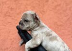 Egzotični Francuski buldog – štenci TOP kvaliteta