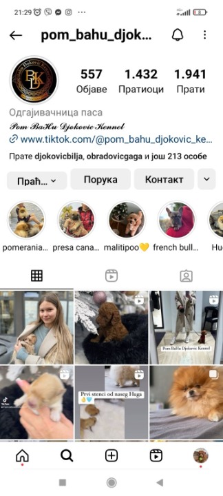 Stenci toy i mini pudle vrhunske genetike