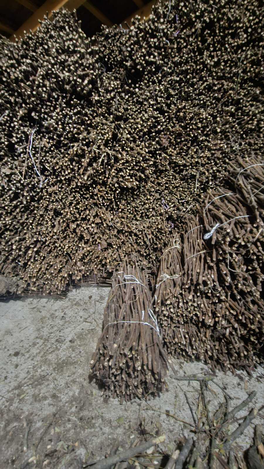 NA PRODAJU: Isečena Loza 1 KLASE za Kalemljenje (Kober BB)