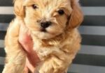 Maltipoo musko stene