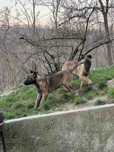 Belgijski Ovčar Malinoa