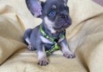 Francuski Bulldog štenci exotik boja