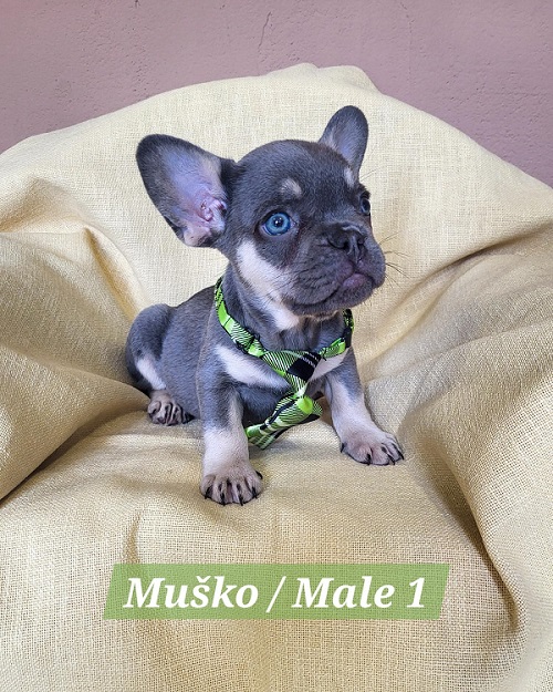 Francuski Bulldog štenci exotik boja