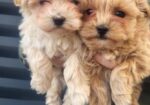 Maltipoo musko stene