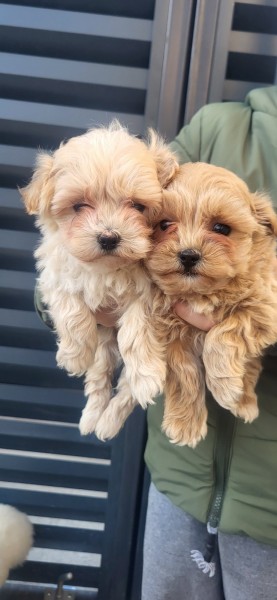 Maltipoo musko stene