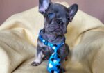 Francuski Bulldog štenci exotik boja