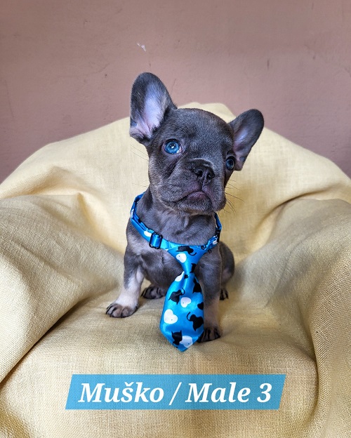 Francuski Bulldog štenci exotik boja