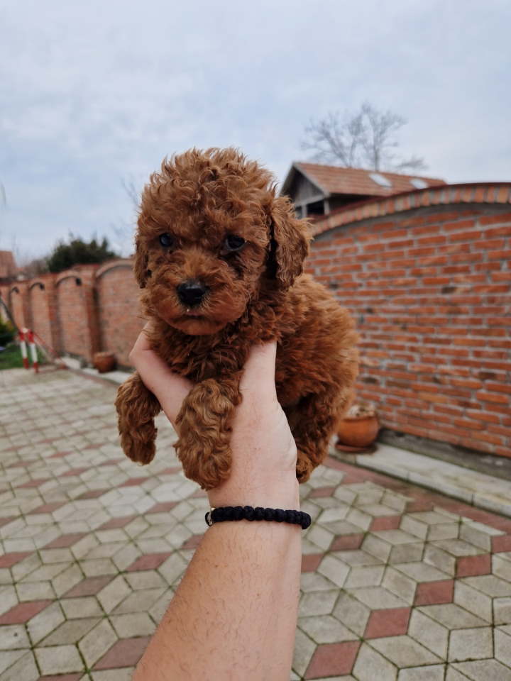 Crvene pudle toy, od oba roditelja u mom vlasnistvu