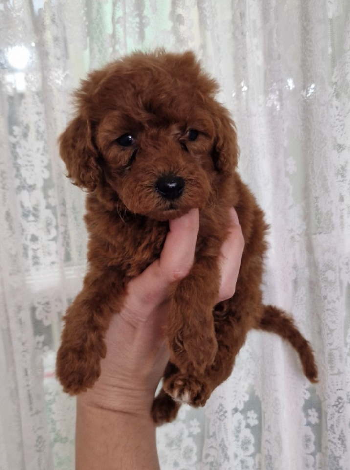 Crvene pudle toy, od oba roditelja u mom vlasnistvu