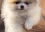 Pomeranac stenci