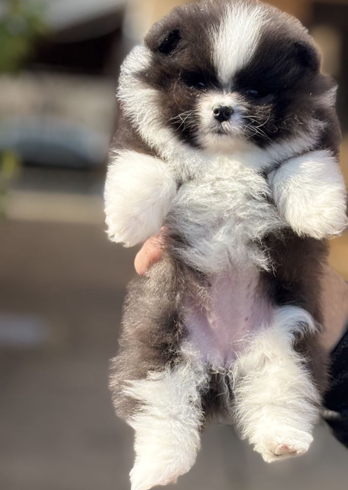 Pomeranac stenci