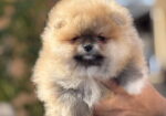 Pomeranac stenci