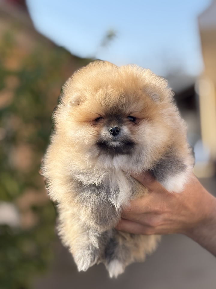 Pomeranac stenci