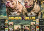 American Bully Ženka je stara 13 meseci, vrhunskog, izuzetnog porekla