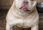 American Bully Ženka je stara 13 meseci, vrhunskog, izuzetnog porekla