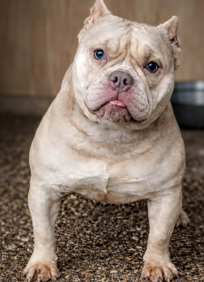 American Bully Ženka je stara 13 meseci, vrhunskog, izuzetnog porekla