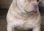 American Bully Ženka je stara 13 meseci, vrhunskog, izuzetnog porekla