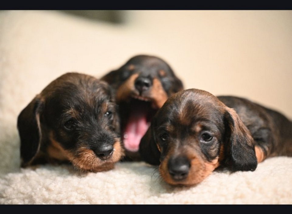 Na prodaju štenci rase oštrodlaki jazavičar – kuničar