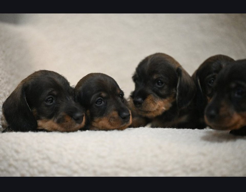 Na prodaju štenci rase oštrodlaki jazavičar – kuničar