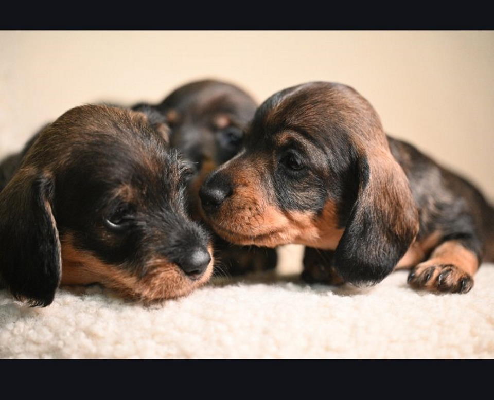 Na prodaju štenci rase oštrodlaki jazavičar – kuničar