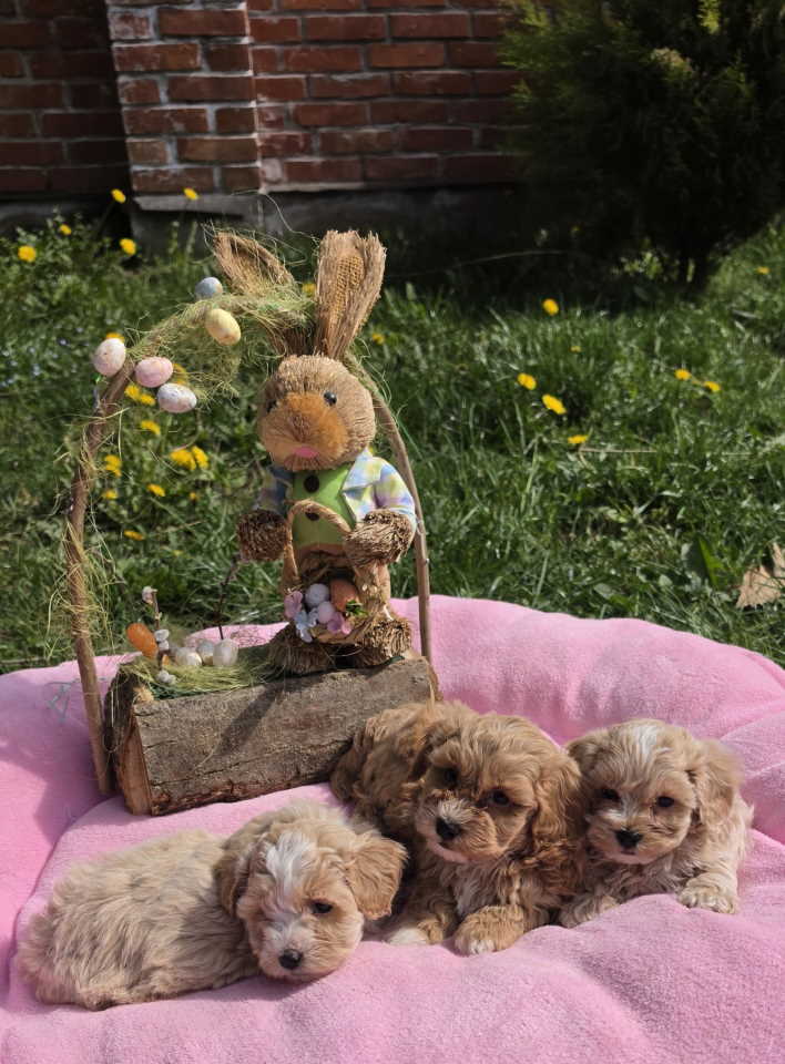 Predstavljamo vam novo leglo bebica maltipoo.