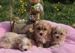 Predstavljamo vam novo leglo bebica maltipoo.