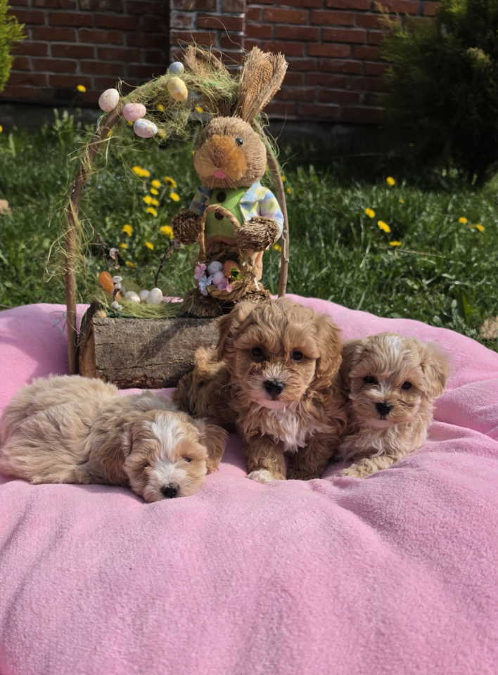 Predstavljamo vam novo leglo bebica maltipoo.