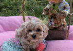 Predstavljamo vam novo leglo bebica maltipoo.