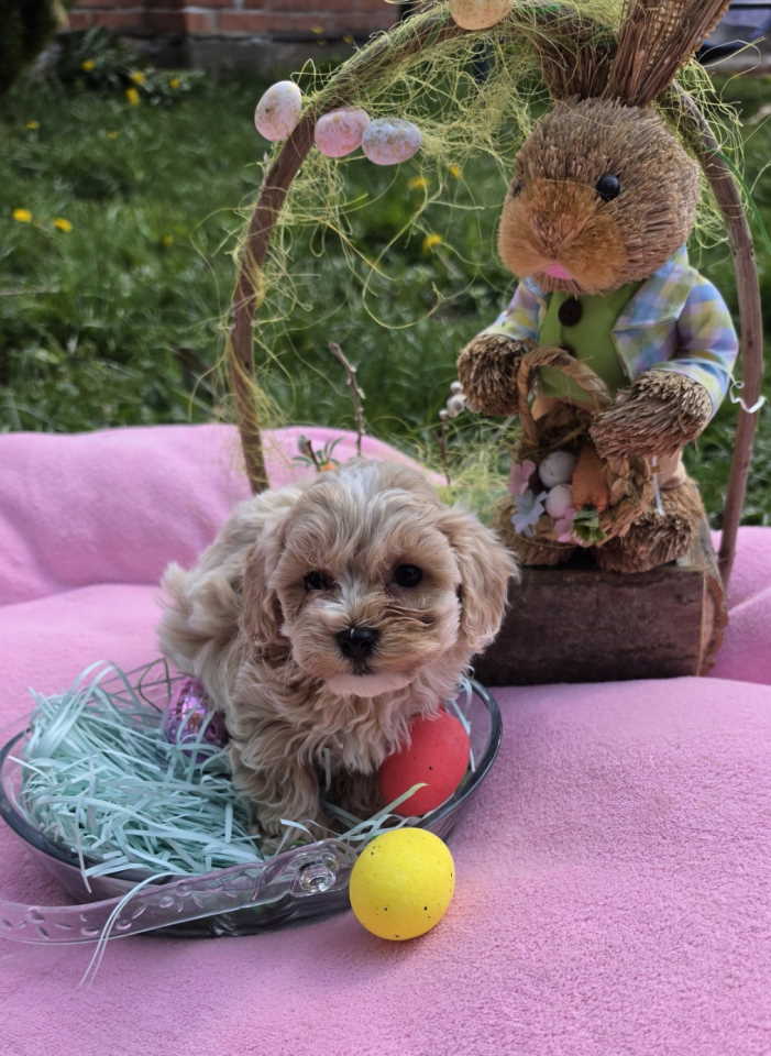 Predstavljamo vam novo leglo bebica maltipoo.